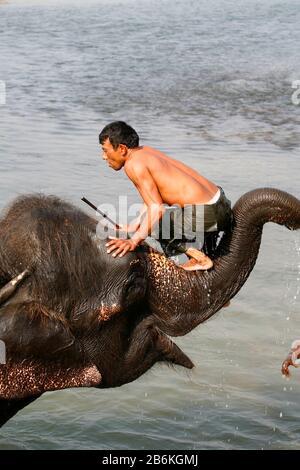 Allenatore di elefanti in Nepal Foto Stock