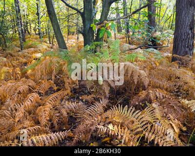 Bracken, Pteridium aquilinum, colori autunnali, West Blan Woodlands, KENT UK Foto Stock