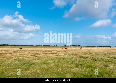 Paesaggio con paludi salate e bestiame scozzese highland, Sankt Peter-Ording, Mare del Nord, Schleswig-Holstein, Germania, Europa Foto Stock