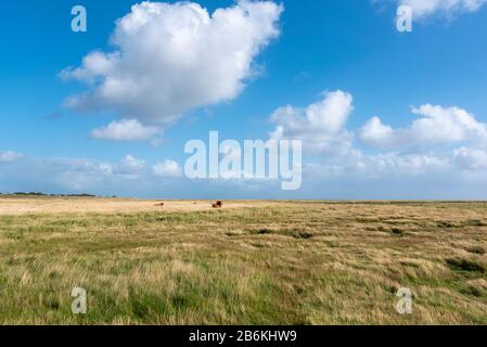 Paesaggio con paludi salate e bestiame scozzese highland, Sankt Peter-Ording, Mare del Nord, Schleswig-Holstein, Germania, Europa Foto Stock