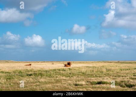 Paesaggio con paludi salate e bestiame scozzese highland, Sankt Peter-Ording, Mare del Nord, Schleswig-Holstein, Germania, Europa Foto Stock