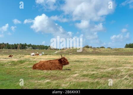 Paesaggio con paludi salate e bestiame scozzese highland, Sankt Peter-Ording, Mare del Nord, Schleswig-Holstein, Germania, Europa Foto Stock