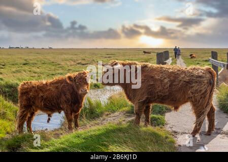 L'altopiano scozzese si trova nelle paludi saline, Sankt Peter-Ording, Mare del Nord, Schleswig-Holstein, Germania, Europa Foto Stock