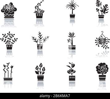 Houseplant cura goccia ombra nero glyph icone set. Trapianto di pianta. Semina. Annaffiatura, concimazione. Lanugine. Condizioni di temperatura Illustrazione Vettoriale