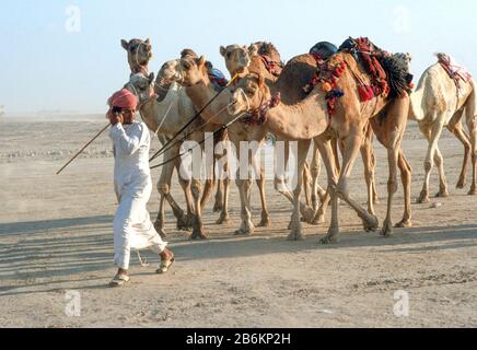 Beduino e Cammelli nel deserto, Qatar 1986 Foto Stock