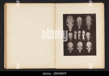 Undici facce di un cranio di coniglio Eleven facce di un cranio di coniglio tipo oggetto: Fotomeccanica stampa pagina numero articolo: RP-F 2001-7-769-2 Iscrizioni / marchi: Numero, recto 'Taf. II 1 2 3 4 5 6 7 8 9 10 11' fabbricante : fotografo B. von Guddenvervaardiger: GemoserPlats fabbricante: Fotografo: Germania Vervaardiger: Monaco di Baviera datazione: CA. 1864 - in o davanti 1874 Materiale: Carta Tecnica: Leggera pressione dimensioni: Immagine: H 203 mm × b 159 mmToelichtingPrent in sezione achterin Soggetto (umano) skulldroents: Coniglio Foto Stock