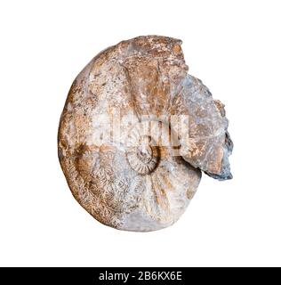 Ammonite fossile isolato su bianco Foto Stock