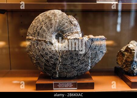 24 MARZO 2017, VIENNA, AUSTRIA: Roccia calcarea a spirale fossile ammonit nel museo della storia naturale di Vienna Foto Stock