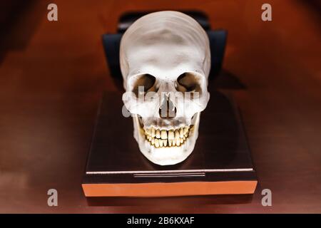 homo sapiens anatomico carry modello di cranio himan sul tavolo Foto Stock