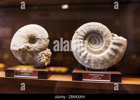 24 MARZO 2017, VIENNA, AUSTRIA: Roccia calcarea a spirale fossile ammonit nel museo della storia naturale di Vienna Foto Stock