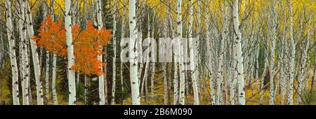 Aspen alberi in una foresta, Valley Trail, Grand Teton National Park, Wyoming, Stati Uniti Foto Stock