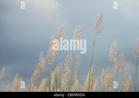 Saccarum spontaneum fiore su cielo nuvoloso sfondo, oro kans erba e tempo calmo Foto Stock