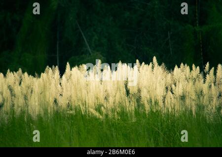 Bianco lanuginoso fiore selvatico, Saccharum spontaneum alto contrasto su sfondo verde scuro Foto Stock