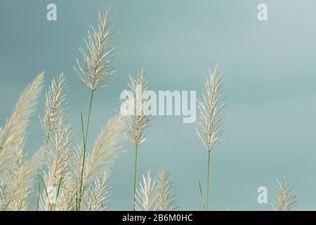 Bianco Kans erba fiori su sfondo cielo azzurro pallido Foto Stock