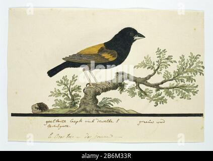 Euplectes capensis (Fluweelwidavink) le gros bec a dos jaune geelbonte Caapse vink (titel op object) Vogelstudie: Kaapse wever (Euplectes capensis). Produttore : disegnatore: Robert Jacob Gordon dating: Okt-1777 - mar-1786 kenmerken Fisico: Pen en penseel in inkt, penseel in waterverf in kleuren, penseel in dekverf, sporen van potlood of zwart krijt, balk onder de voorstelling Materiale: Papier dekverinkt t filer: H 660 mm × b 480 mmblad: H 200 mm × b 299 mmbeeld: H 158 mm (tot aan balk) × b 299 mmvedova a rombo giallo (Eng.) Foto Stock