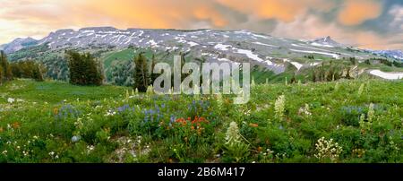 Green Gentian sorgere sopra altri fiori selvatici (Indian Paintbrush, Lupin e Sticky Geranium) lungo Il Death Canyon Shelf, Grand Teton National Park, Wyoming, USA Foto Stock