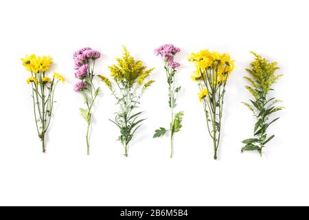 Diversi fiori colorati isolati su sfondo bianco Foto Stock