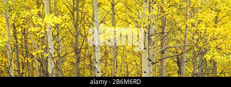 Aspen Grove, Teton Village, Grand Teton National Park, Wyoming, Stati Uniti Foto Stock