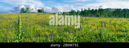 Cowparsnip e Larkspur fiori selvatici in un campo con gli alberi di Aspen, Shadow Mountain, Bridger-Teton National Forest, Wyoming, USA Foto Stock