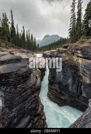 Viaggiatore che si trova sul Mistaya Canyon con la pineta a Icefields Parkway, Alberta, Canada Foto Stock