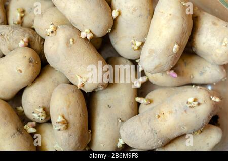 Germogli di patate sfondo. Gruppo di patate germogliate. Agricoltura e agricoltura. Vista dall'alto. Primo piano. Messa a fuoco selettiva. Foto Stock