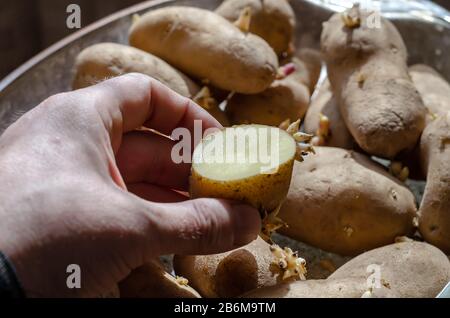 La mano contiene patate tagliate di fresco. Un mucchio di patate da semina con germogli sullo sfondo. Preparazione di raccolti di radice per piantare. Agricoltura e agricoltura Foto Stock