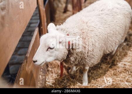 Pecore dietro la recinzione in una fattoria o zoo Foto Stock