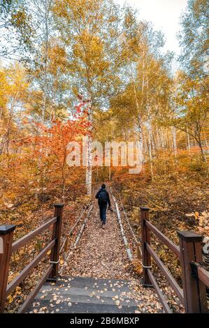 Uomo viaggiatore a piedi nella foresta di betulla colorata in autunno Foto Stock