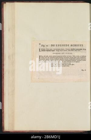 Fig 17 'De Lygide Agresti' in De Boodts erbarium van 1640 Beschrij bij Fig. 17 op p. 34 in: Anselmi Boëtii de Boot I.C. Brugensis & Rodolphi II. Imp. Romana. Medici a cubiculis Florum, Herbarum, ac fruttuum selectiorum icones, & vires pleraeque hactenus ignotæ. Onderdeel van het album Met bladen en en platen uit De Boodts erbarium van 1640. Gli album di Het twaalfde van twaalf hanno incontrato aquarellen van dieren, vogels en planten bekend rond 1600, gemaakt in opdracht van keizer Rudolf II Produttore : schrijver: Anselmus Boëtius de BoodtPlats fabbricante: Brugge Dating: 1640 Kenmerken Fisico: Ingeplakt bo Foto Stock