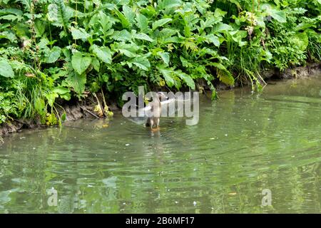 Anatra selvatica è nuotare nello stagno. Uccello nel lago. Foto Stock