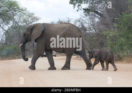 Un bambino elefante che cammina lungo una strada sterrata con la mamma in Sud africa Foto Stock