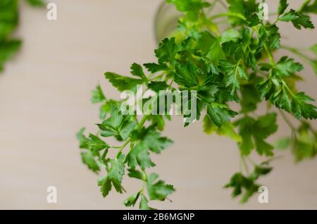 Foglie verdi di prezzemolo profumato. Ingredienti freschi per una varietà di piatti. Vista dall'alto. Messa a fuoco selettiva. Primo piano. Sfondo sfocato. Foto Stock