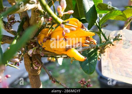 Istantanee della festa degli agrumi a Cannero Riviera, Verbania, Lago maggiore, Piemonte, Italia Foto Stock