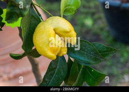 Istantanee della festa degli agrumi a Cannero Riviera, Verbania, Lago maggiore, Piemonte, Italia Foto Stock