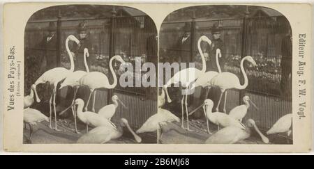 Flamingo in dierentuin (Artis), Nederland Vues des Pays-Bas Edition originale (seriettel op Object) Flamingos in zoo (Artis?) NederlandVues des Pays-Bas. [Edizione originale] (serie title object) Property Type: Stereo picture Item number: RP-F 2004-38 Iscrizioni / marchi: Iscrizione vero destra, scritta a mano a matita: '€ 6 - Manufacture Creator: Photographer: August Frederik Willem Vogtuitgever: August Frederik Willem Vogt (indicato sull'oggetto) Place manufacture: The Netherlands Data: 1920 - 1940 Caratteristiche Fisiche: daglichtcollodiumzilverdruk su carta fotografica su tappeto di cartone Foto Stock