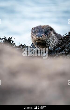 Primo piano ritratto di European Otter (Lutra lutra) Peering attraverso un alga coperta di scoglio in roccia, Scozia, Regno Unito Foto Stock