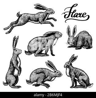 Set di lepri selvatici. Conigli sono seduti e saltare. Foresta Bunny o coney Collection. Disegno a mano inciso vecchio schizzo per T-shirt, tatuaggio o etichetta o. Illustrazione Vettoriale