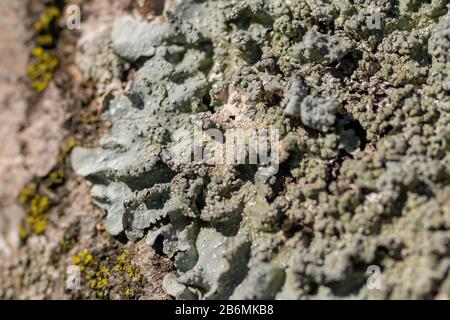 Lichen su ramo di albero. Lichen cresce su legno di marciume Foto Stock