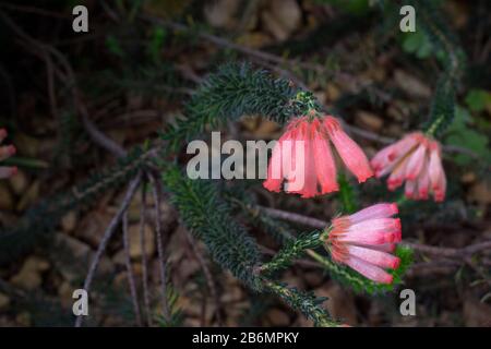 Erica cerinthoides, erica sempreverde originaria del Sud Africa, con bellissimi fiori tubolari rosso-arancio e un verde scuro fogliame Foto Stock