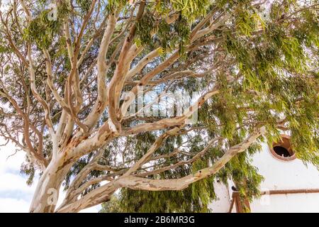 Si affaccia sull'albero accanto alla chiesa di Iglesia Ermita Santo Domingo de Guzman a Titir, sull'isola delle Canarie di Fuerteventura Foto Stock