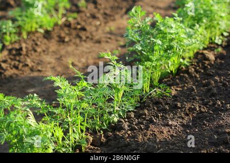 Piante di carota giovani che crescono nel suolo Foto Stock