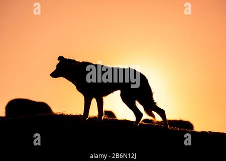 Bordo collie cane da pecora silhouette contro un cielo rosso. North Yorkshire, Regno Unito. Foto Stock
