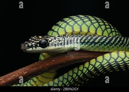 Paradise Flying Snake, Chrysopelea Paradisi Foto Stock