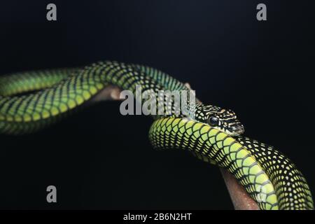 Paradise Flying Snake, Chrysopelea Paradisi Foto Stock