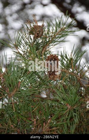 Tre coni su un sottile ramo di pino con aghi di pino Foto Stock