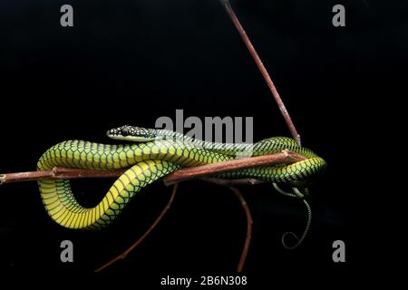 Paradise Flying Snake, Chrysopelea Paradisi Foto Stock