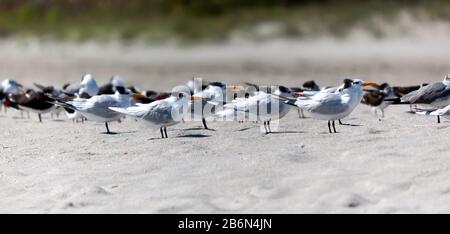 Primo piano di un gruppo di Royal Terns, sulla spiaggia di Cape Canaveral, Florida Foto Stock