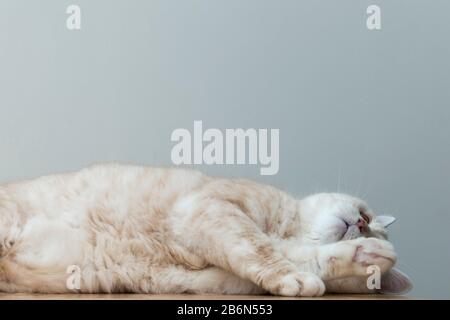 Ritratto di un gatto Manx cremoso a pelo corto. Foto Stock