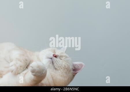 Ritratto di un gatto Manx cremoso a pelo corto. Foto Stock