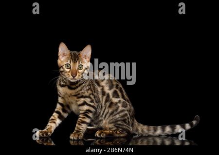 Giocoso Kitty Bengala con pelliccia d'oro su sfondo nero Isolato Foto Stock